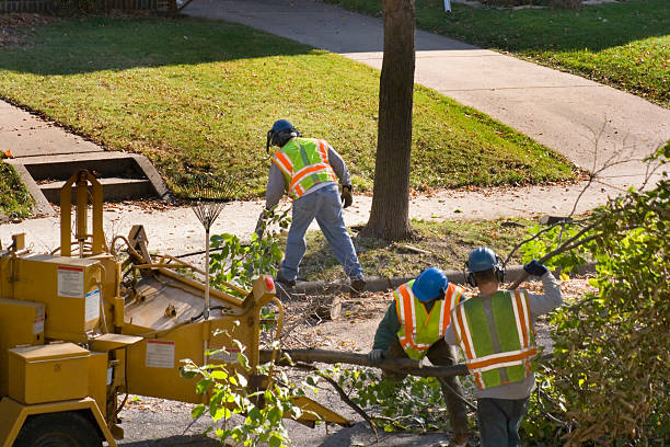 Central Point, OR Tree Care  Company