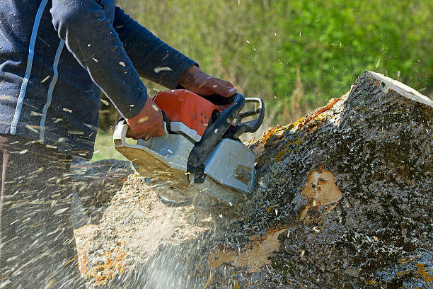 Best Stump Grinding and Removal  in Central Point, OR